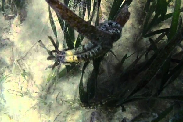Kraken istand onion